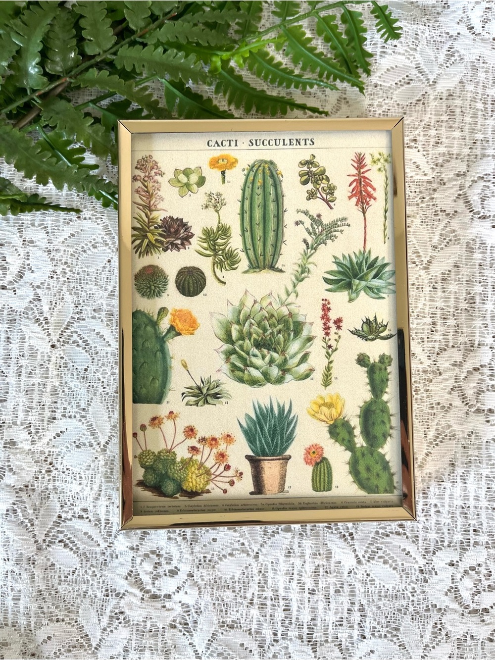 Vintage Brass Framed Cacti Succulent Decor 5x7